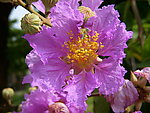 紫薇花