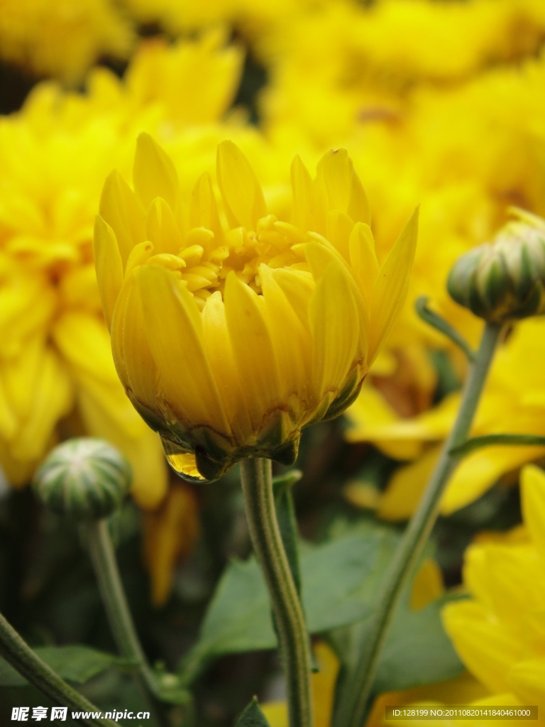 菊花