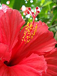 扶桑花