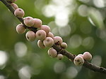 小果子
