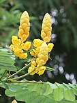 翅荚槐 蜡烛花