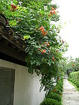 鞭炮花