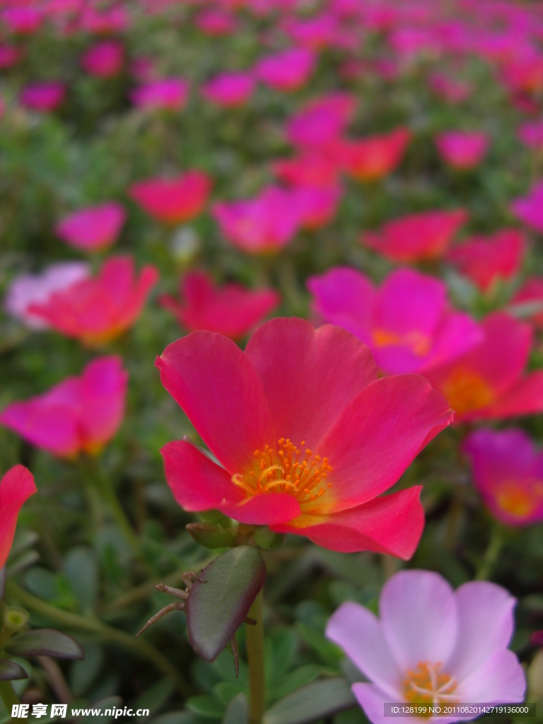 粉色太阳花