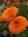 菊花 红菊