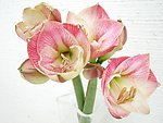 鲜花插花