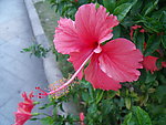 扶桑花