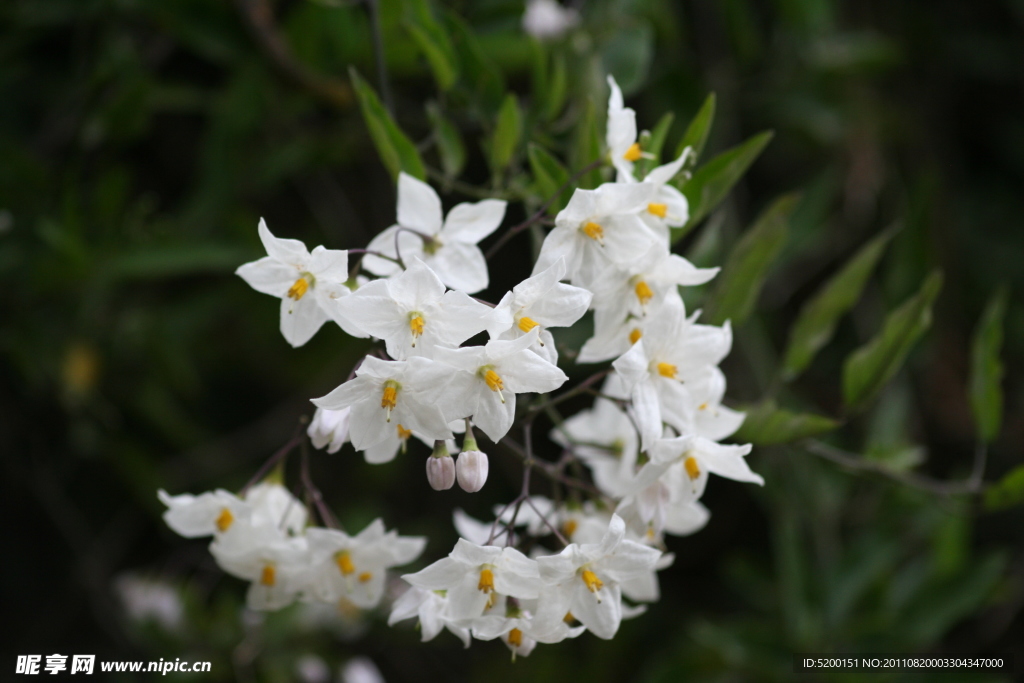 小白花