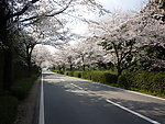 樱花路