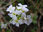 野花
