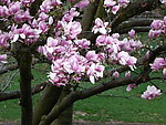 玉兰花 红花