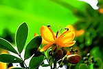 双荚决明花