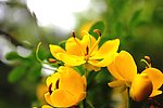 双荚决明花
