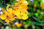 双荚决明花
