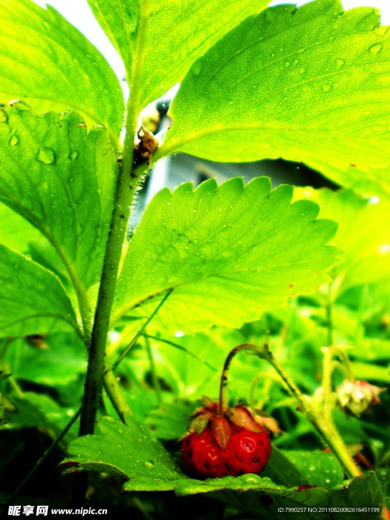 草莓叶与草莓（非高清）