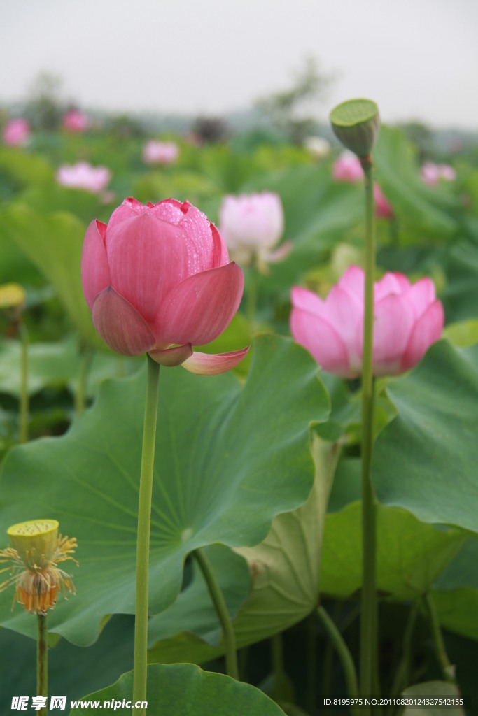 荷花