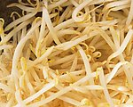 绿豆芽