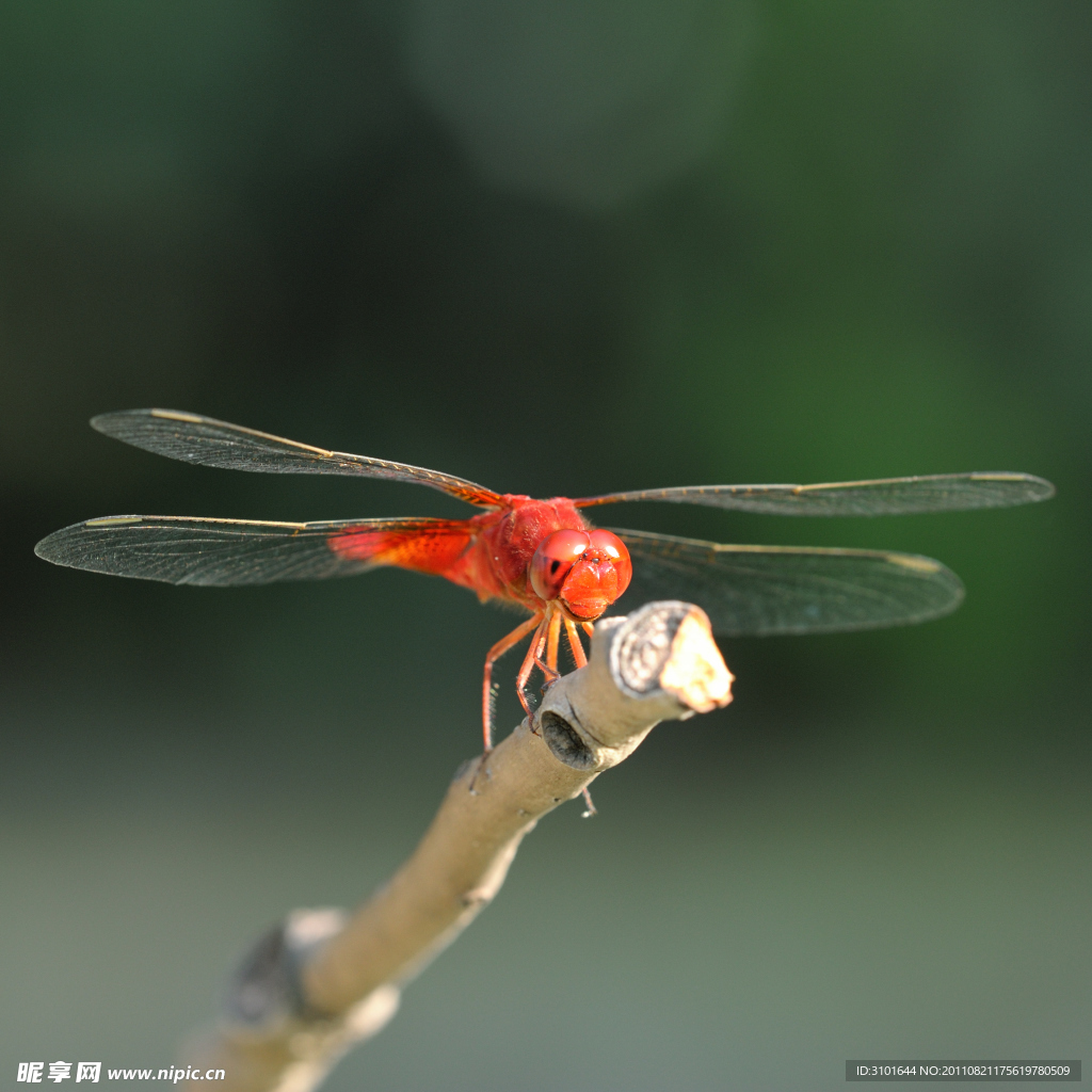 蜻蜓