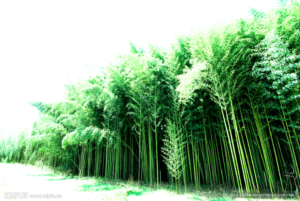 竹林