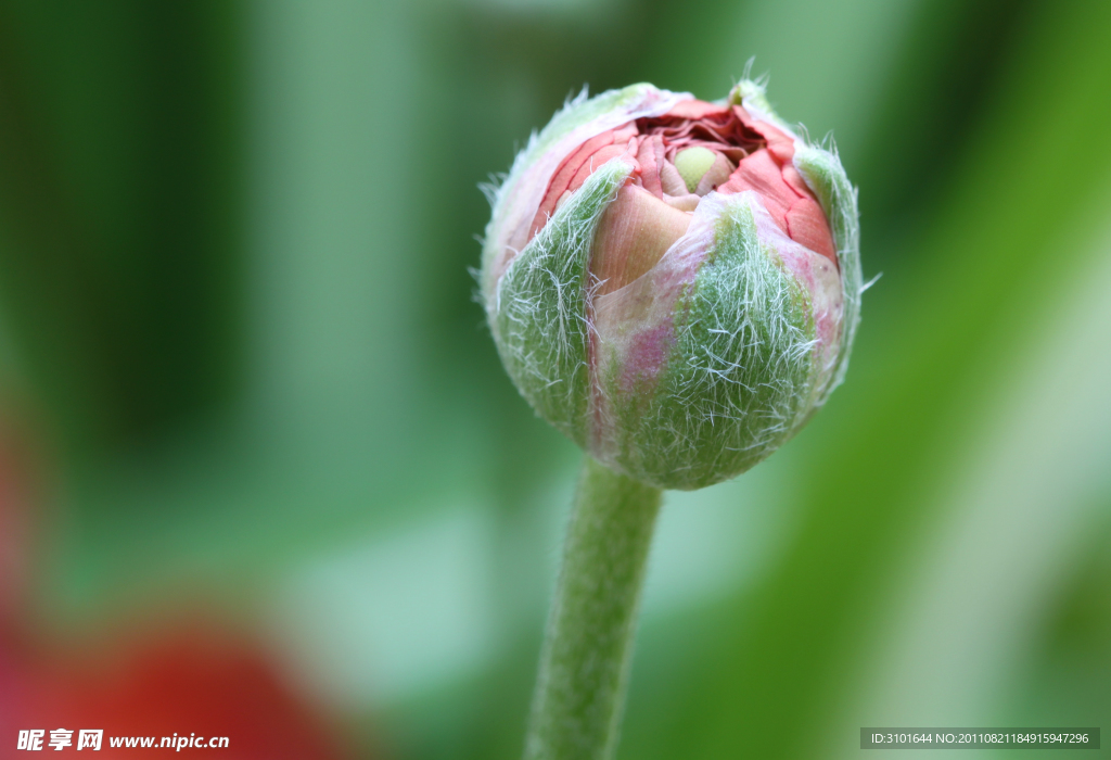 花毛茛