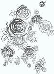 花玫瑰