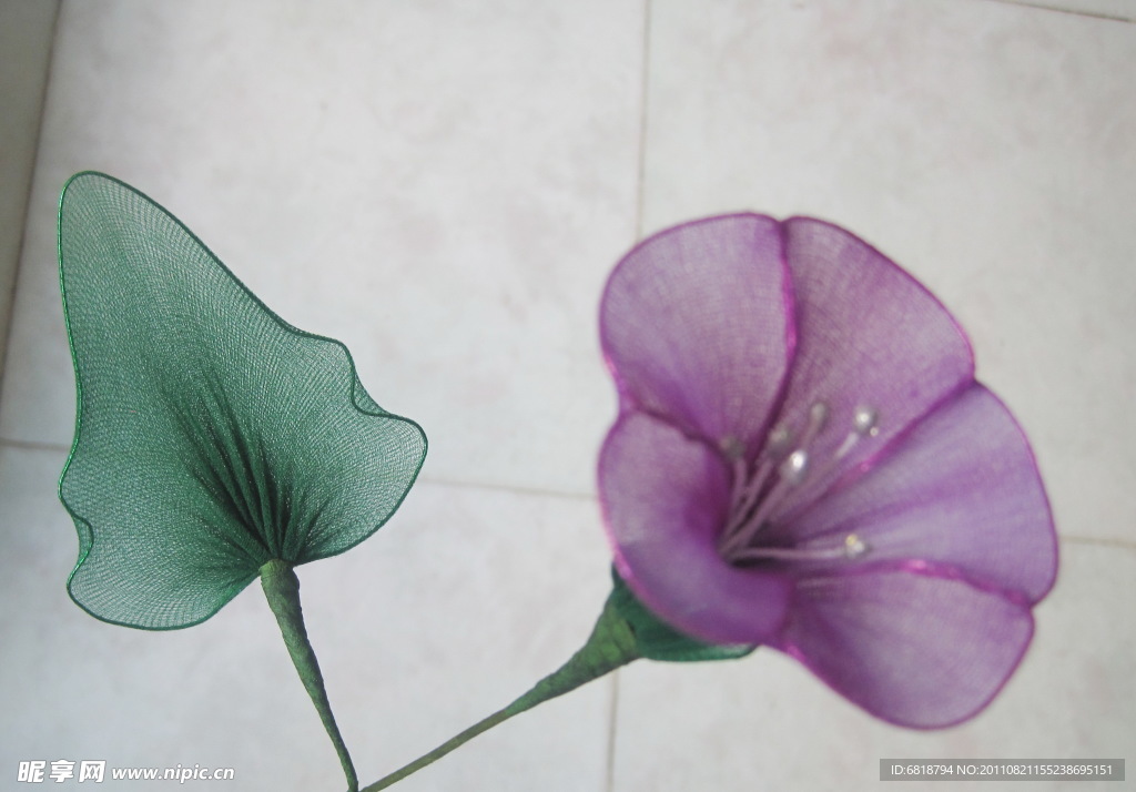 牵牛花