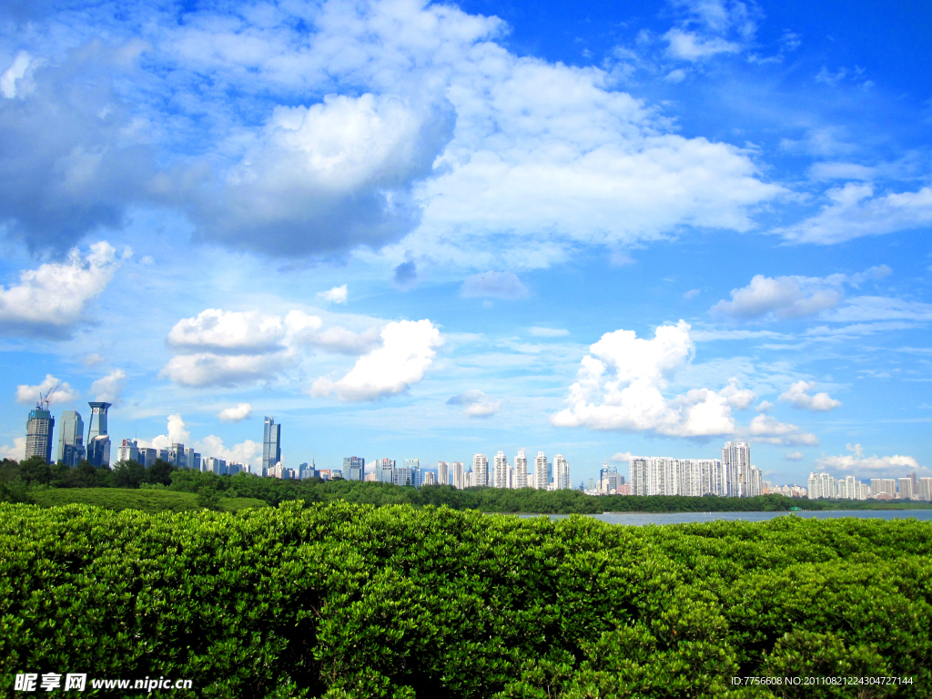 红树林