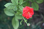 茶花