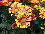 菊花 红菊