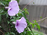 牵牛花