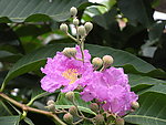 紫葳花