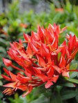 龙船花