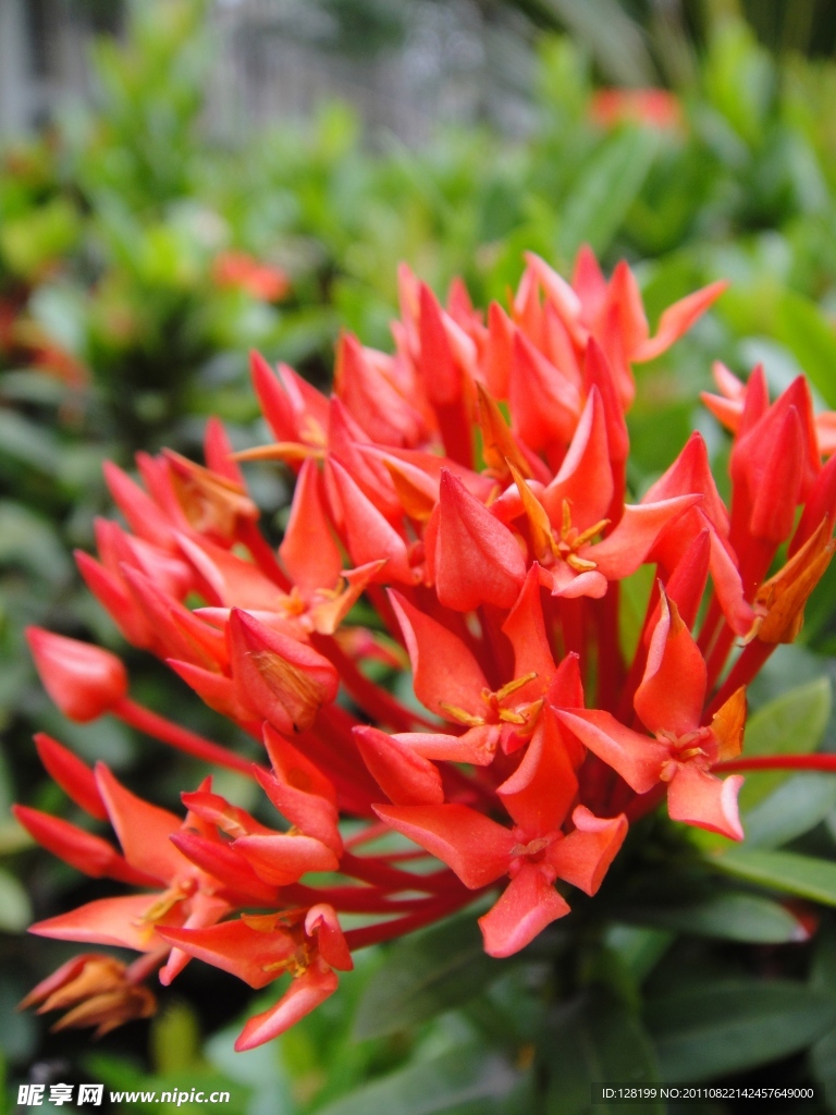 龙船花