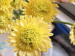 菊花 黄菊