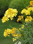 菊花 黄菊