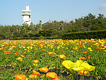 花坛 花圃