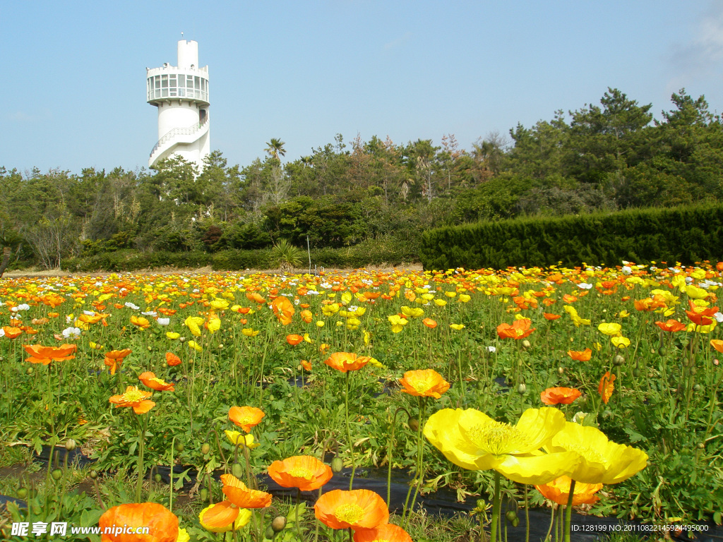 花坛 花圃