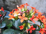 长寿花 红花