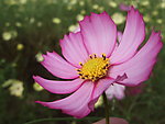 菊花 红菊