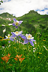 山花