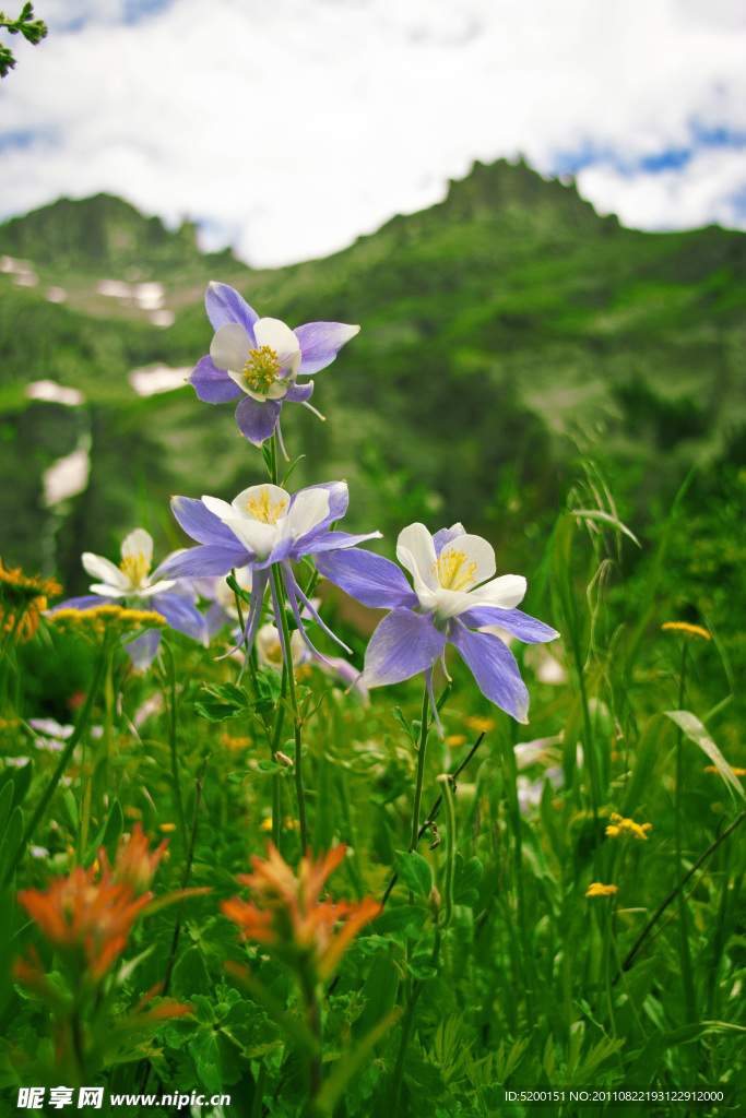 山花