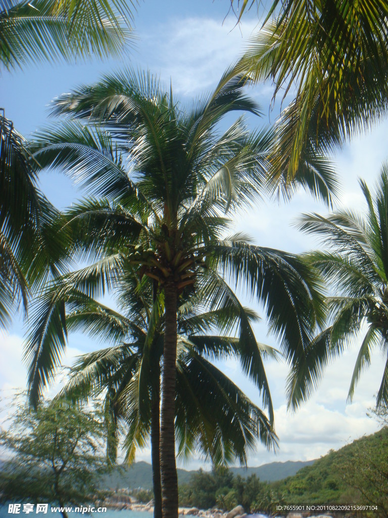 美丽的椰树林