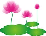 荷花荷叶