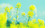 油菜花