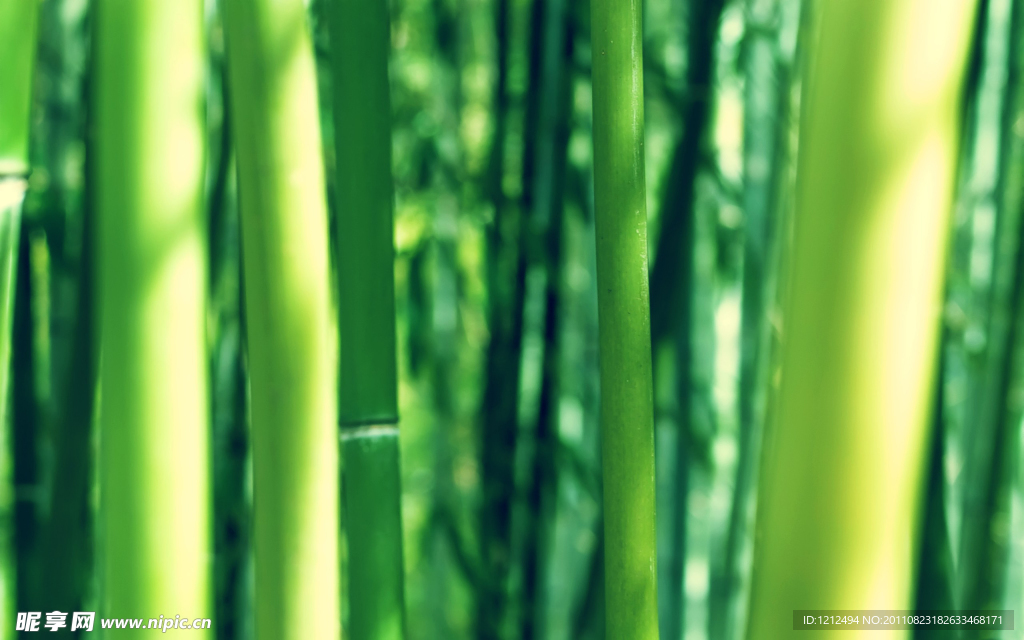 竹林