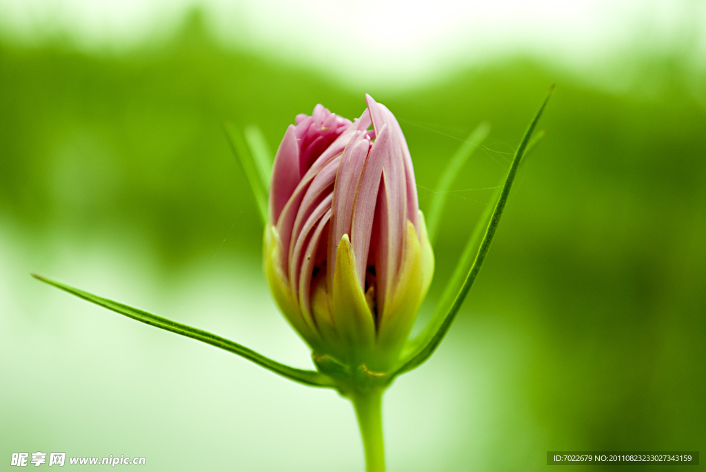 鲜花