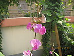 芸豆花