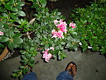 杜鹃花