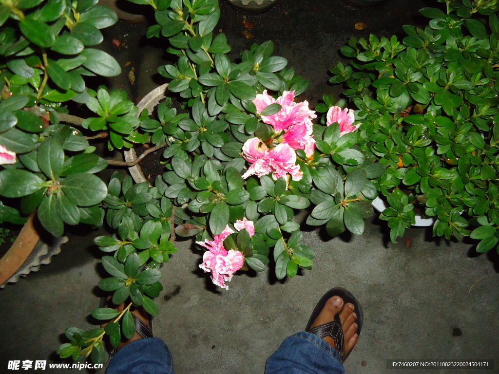 杜鹃花