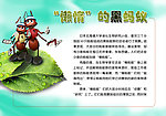 黑蚂蚁