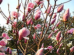 玉兰花